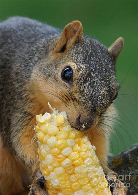 Squirrel Eating Sweet Corn Photograph By Lori Tordsen Fine Art America