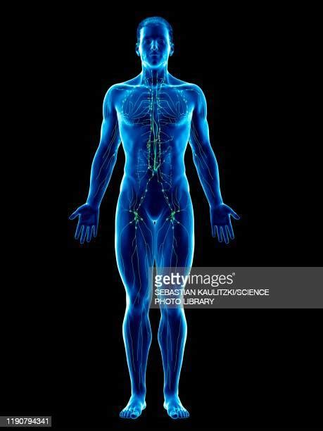 Human Lymphatic System Photos And Premium High Res Pictures Getty Images