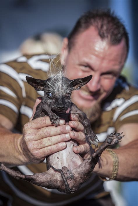 9 Pictures Of Sweepee Rambo The Worlds Ugliest Dog For The Win