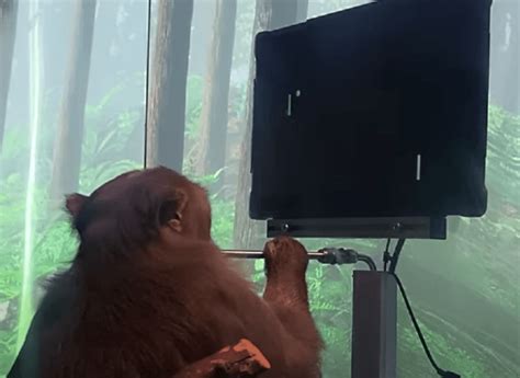 MindPong: Monkey uses brain implant to play virtual table tennis