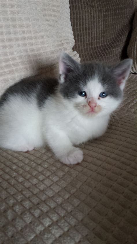 Grey And White Male Fluffy Kitten Farnborough Hampshire