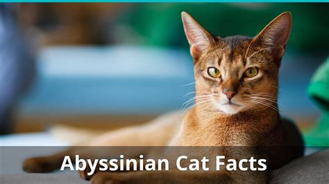 Abyssinian Cat Facts Colors Health Issues Nutrition And More Vital Info