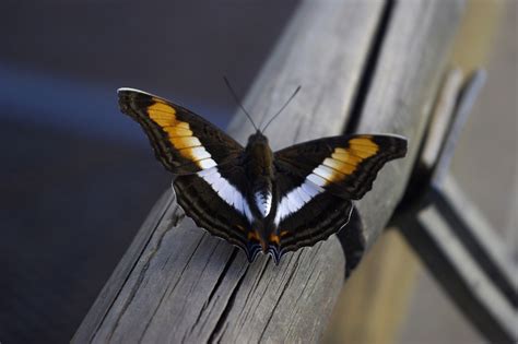 Fotos Gratis Ala Insecto Contraste Mariposa Libertad Vistoso
