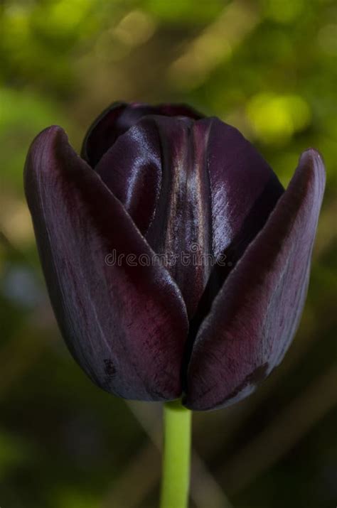 Decadent Black Tulip Stock Photos Free And Royalty Free Stock Photos
