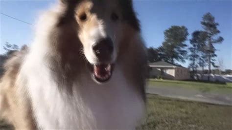 So You Think You Want A Rough Collie Shedding Or Not Youtube