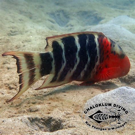 Red Banded Wrasse Cheilinus Fasciatus Chaloklum Diving Koh Phangan