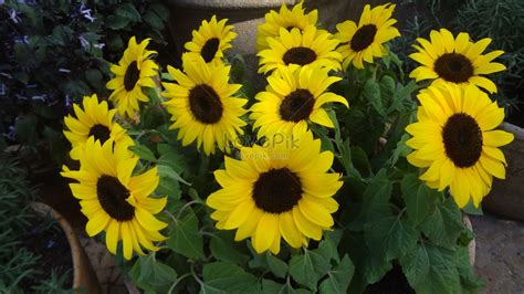 Bunga matahari adalah bunga yang sangat menawan apalagi bunga ini selain mempercantik halaman rumah juga bisa cara menanam bunga matahari lokal | perkembangan dari biji sampai berbunga. Terkeren 21+ Gambar Bunga Matahari Dan Pot - Gambar Bunga ...