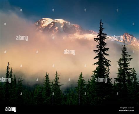 Fog Trees And Mt Rainier Mt Rainier National Park Washington Stock