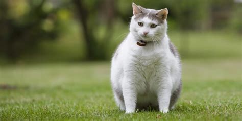 How To Determine If Your Cat Is Overweight Cat Care Tips