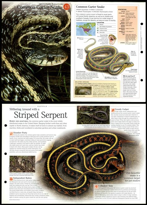 Common Garter Snake 43 Reptiles Discovering Wildlife Fact File Fold