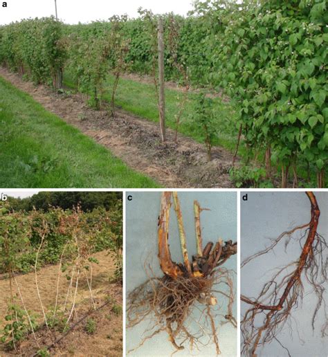Symptoms Of Black Root Rot On Raspberries A Progression Of The Disease