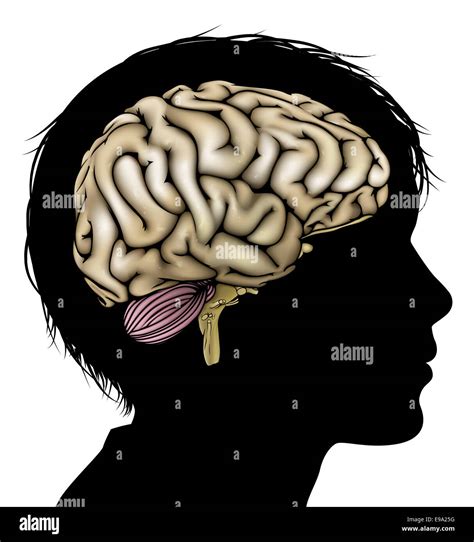 Ein Kinder Kopf In Silhouette Mit Gehirn Konzept Für Geistige Psychologische Entwicklung Des