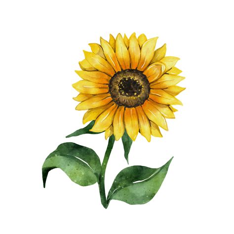 Sunflower Watercolor Drawing Yellow Flower Isolated On White