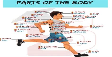 The Human Body In Spanish El Cuerpo Humano Spanish Words