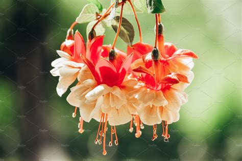 Beautiful Fuchsia Flower Nature Stock Photos Creative Market