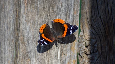 Black Texas Butterfly