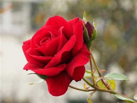 Rote Rose Foto And Bild Projekte Mittwochsblümchen Blumen Bilder Auf