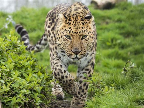 Why Amur Leopards Are Endangered And What We Can Do