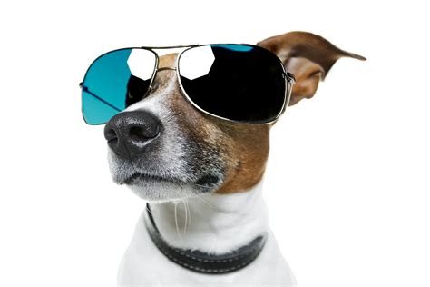 10 Fun Facts About Jack Russell Terriers Happy Jack Russell