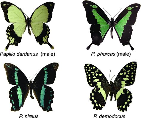 African Swallowtail Butterflies Top Left Papilio Dardanus Male