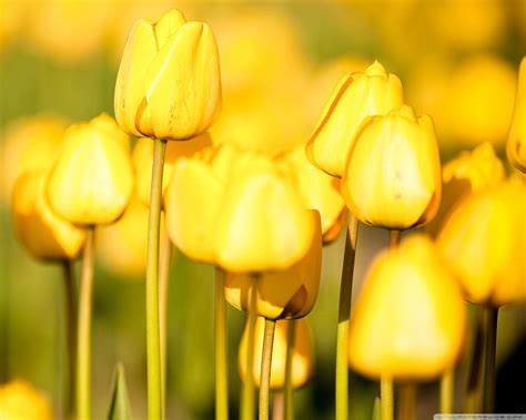Lovely Yellow Tulipán Tulip Fondo De Pantalla Colores Fondo De