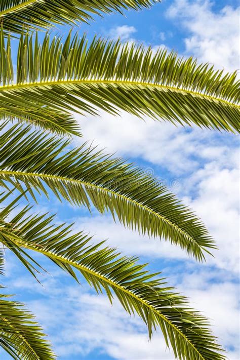 Palm Tree Fronds Against Sunny Summer Sky Stock Photo Image Of Aegean