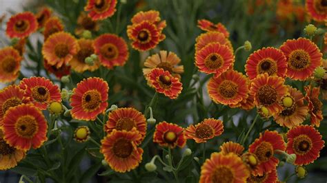 Some Perennials Are Triggered To Bloom In The Late Summer And Fall