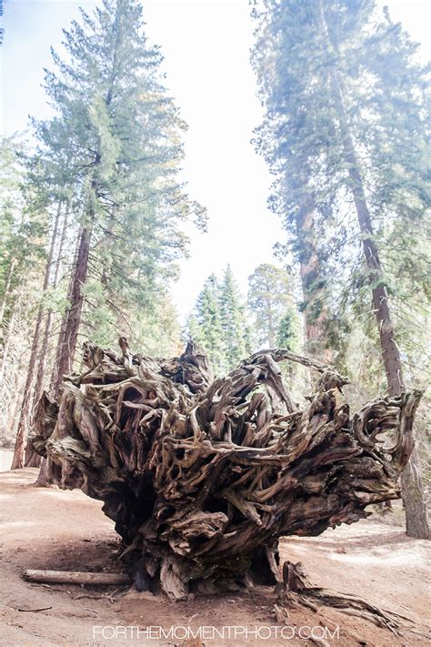 Maybe you would like to learn more about one of these? Sequoia National Park Hike | Big Sur Carmel California Vacation | Naples Wedding Photographer ...