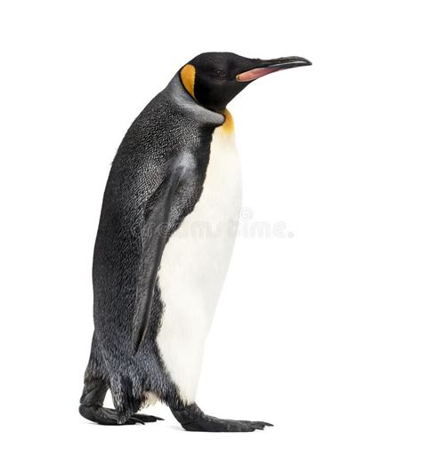 Side View Of A King Penguin Walking Isolated Stock Image Image Of