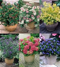 Subshrub is often used interchangeably with bush. Buying Guides | Dwarf flowering shrubs, Flowering shrubs ...
