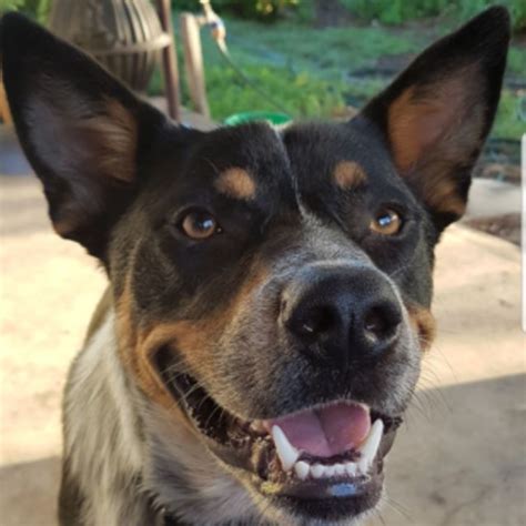 Information on the australian cattle dog including size, temperament, health, pet insurance & more. Diesel ~ 14 month old Cattle Dog X Kelpie - Medium Male ...