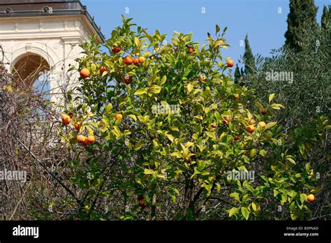 Citrus Aurantium Stock Photo Alamy