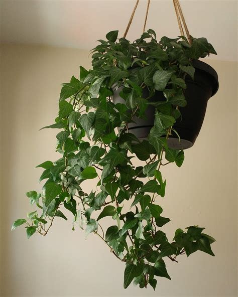 I Got This English Ivy Two Years Ago When She Was Just A Few Inches