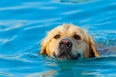 Can And Should Golden Retrievers Swim Dogs Travel Guide