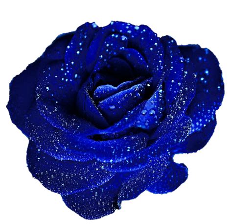 Free Blue Rose Cliparts, Download Free Blue Rose Cliparts png images png image