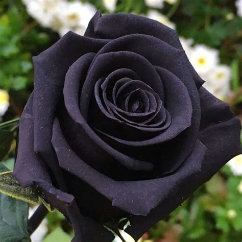 Роза Черный Принц Фото Telegraph