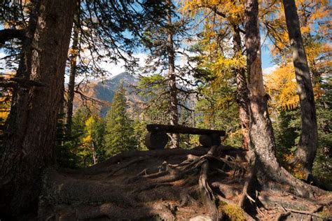 Beautiful Autumn Pine Forest Stock Photo Image Of Landscape Rauris