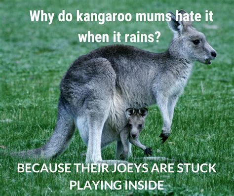 Hilarious Aussie Animal Jokes — Woofpurnay Veterinary Hospital