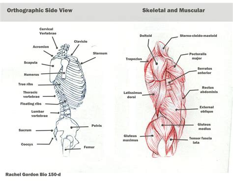 Torso Masculino Anatomy Drawing Practice Human Anatomy Drawing Human