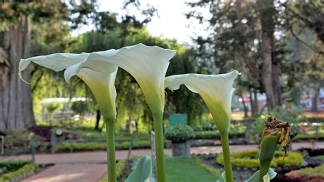 Premium Photo Beautiful White Flowers Of Zantedeschia Aethiopica Also