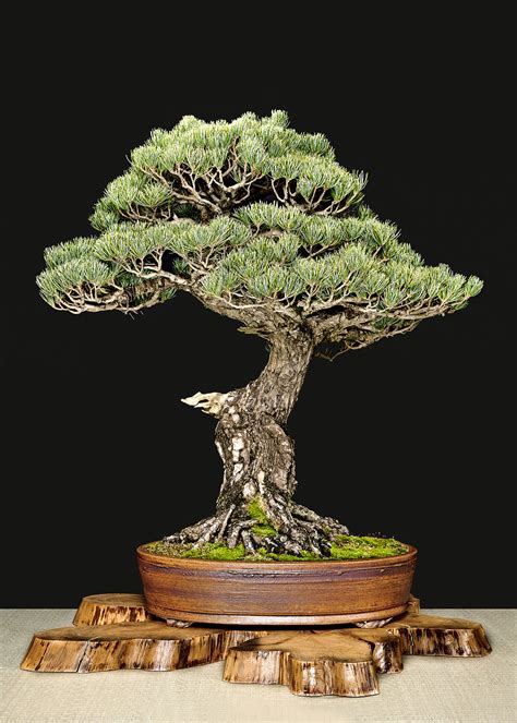 Best Black Pine Bonsai Tree Of The Decade The Ultimate Guide Earthysai
