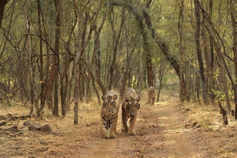 The Roar Of Bengal Tiger