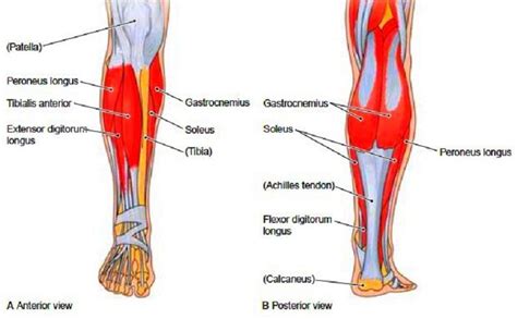 This diagram depicts scalenes muscles with parts and labels. Muscles of the Leg and Thigh (With images) | Lower leg ...