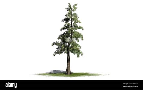 Western Red Cedar Tree Isolated On White Background Stock Photo Alamy