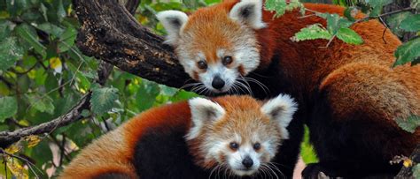 Watch Adorable Baby Red Pandas Are The Good News You