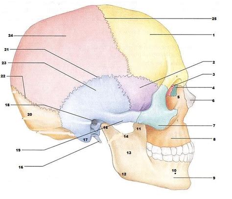 Anatomical structures of the skull include: Skull Labeling at Harnett Central High School - StudyBlue