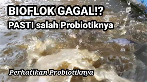 Perhatikan Probiotiknya Saat Budidaya Ikan Nila Bioflok Probiotik