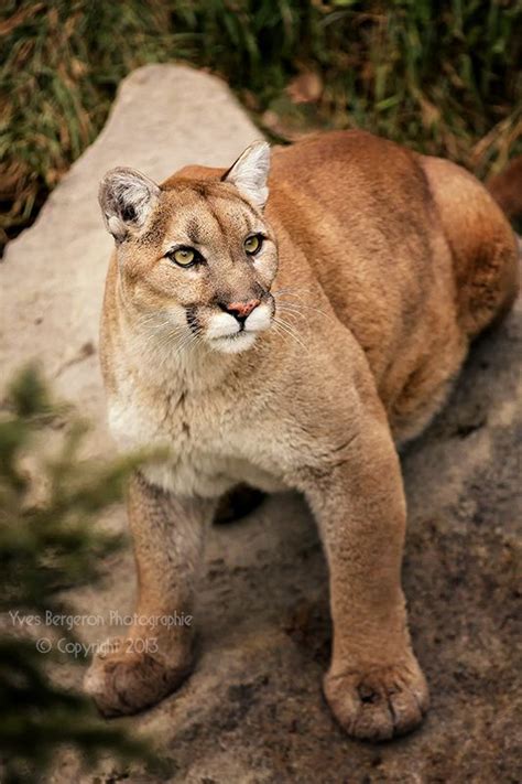 218 Best Cougar Mountain Lion Puma Images On Pinterest