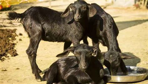 Goat Why Black Bengal Goat Is Unique