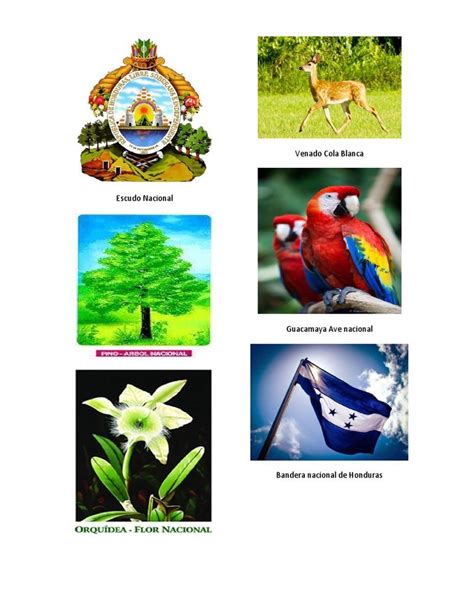 Simbolos Patrios De Honduras